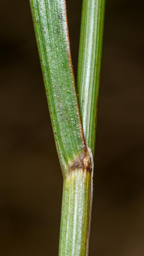 Poaceae in crinale appenninico